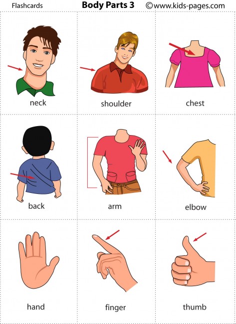 Body Parts 3 flashcard